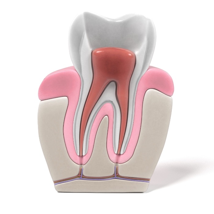 Model of the layers of a tooth